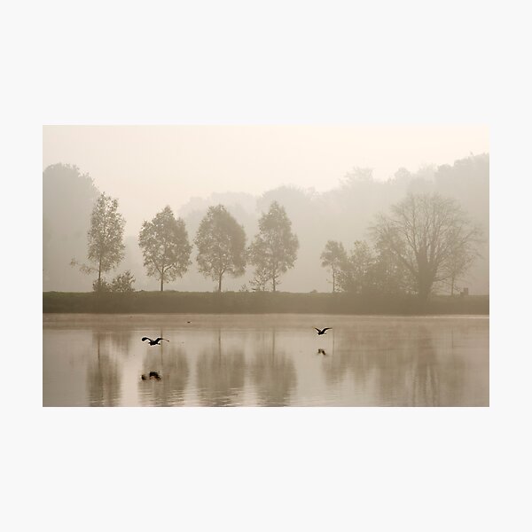 Flying herons Photographic Print