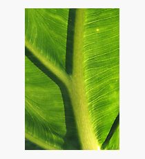 Green Photographic Print