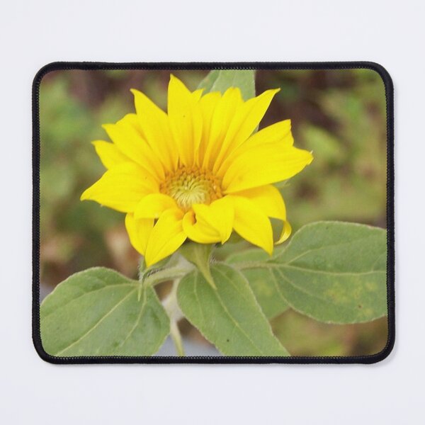 Item preview, Mini Rogue Sunflower from Birdseed designed and sold by DianeBP.
