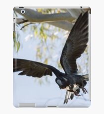 Carnaby's Cockatoo flying out of a Gum tree. iPad Case/Skin
