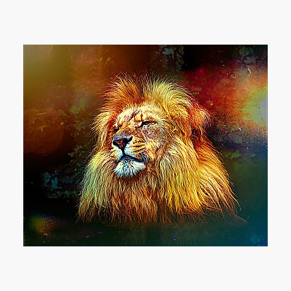 Lionheart Photographic Print