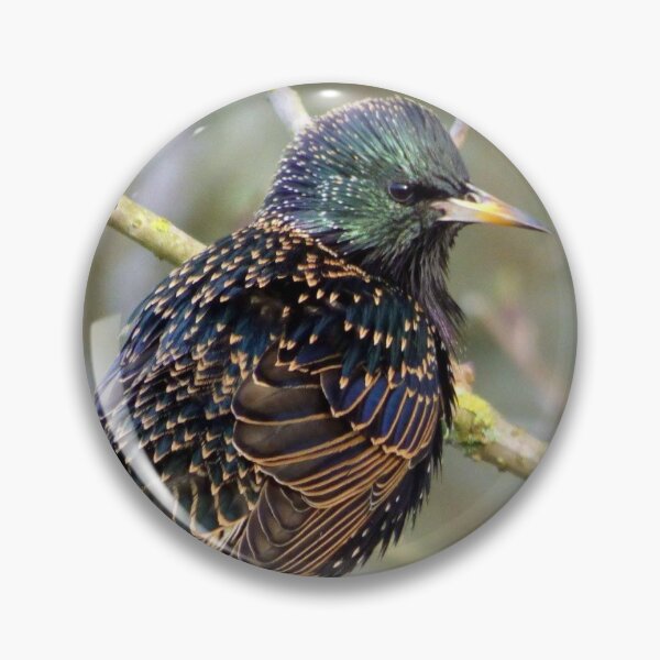 Item preview, Darling Starling designed and sold by wumplekin.