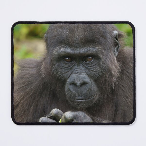 Item preview, Baby Gorilla designed and sold by rawshutterbug.