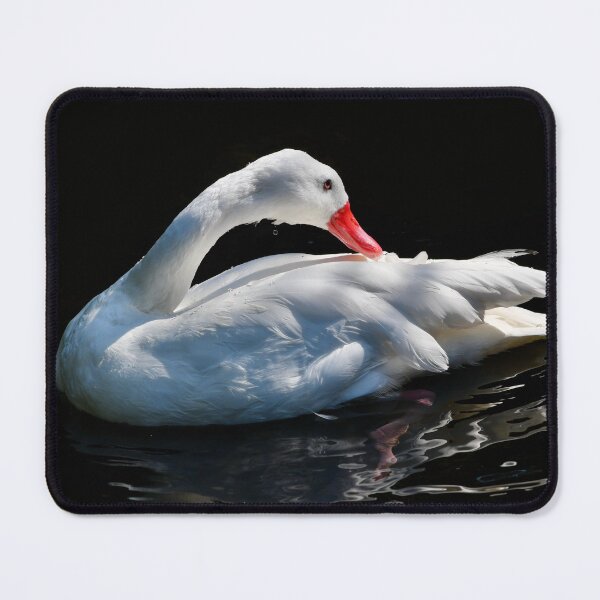 Item preview, Coscoroba Swan with Rippling Reflection designed and sold by richardbryce.