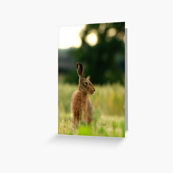 The Brown Hare Greeting Card