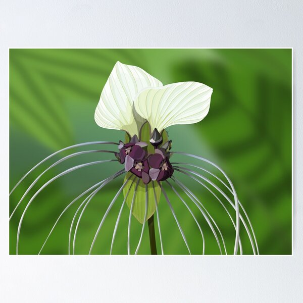 Item preview, White bat plant  designed and sold by Purplepugprints.