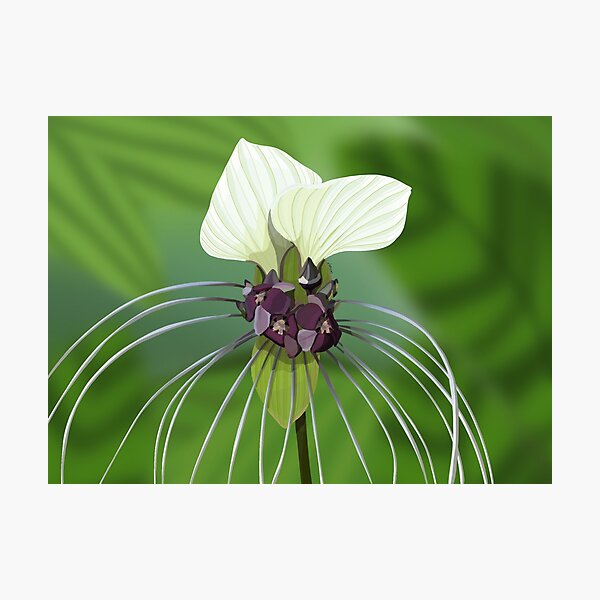 Item preview, White bat plant  designed and sold by Purplepugprints.