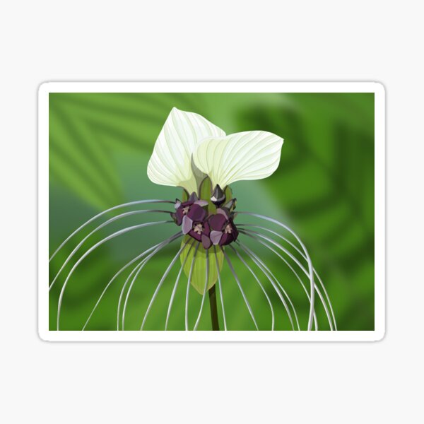 Item preview, White bat plant  designed and sold by Purplepugprints.