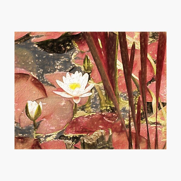Waterlily Photographic Print