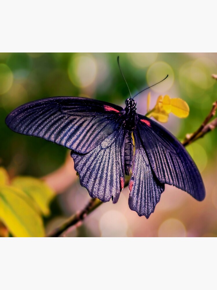 Asian Swallowtail by ScenicViewPics