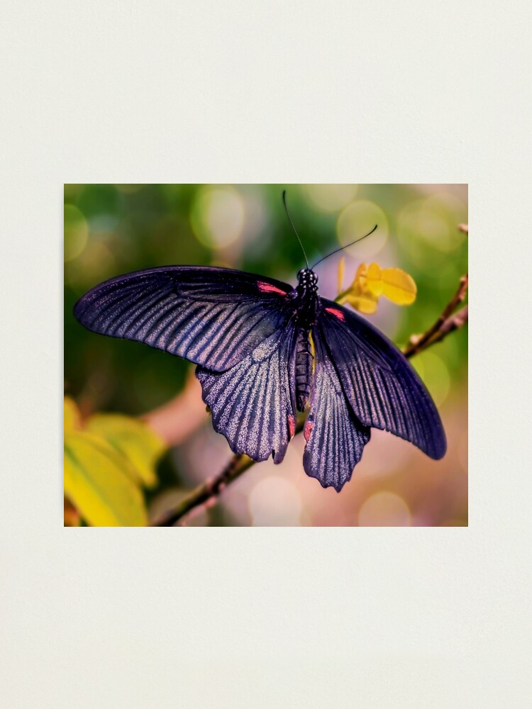 Alternate view of Asian Swallowtail Photographic Print