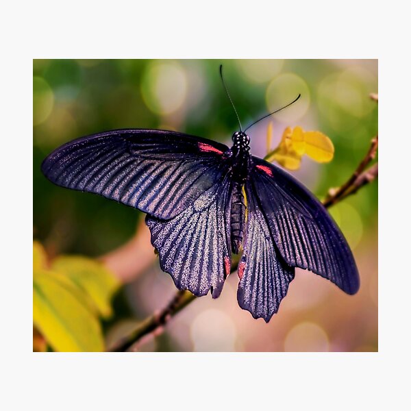 Photographic Print