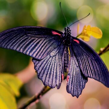 Artwork thumbnail, Asian Swallowtail by ScenicViewPics