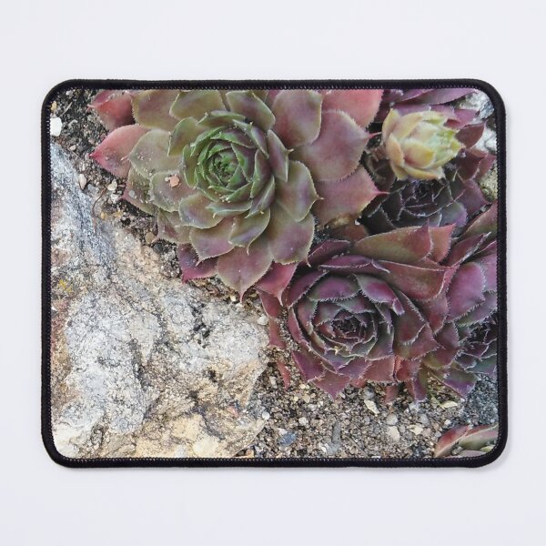 Item preview, Succulent for those who love roses designed and sold by Raigitam.