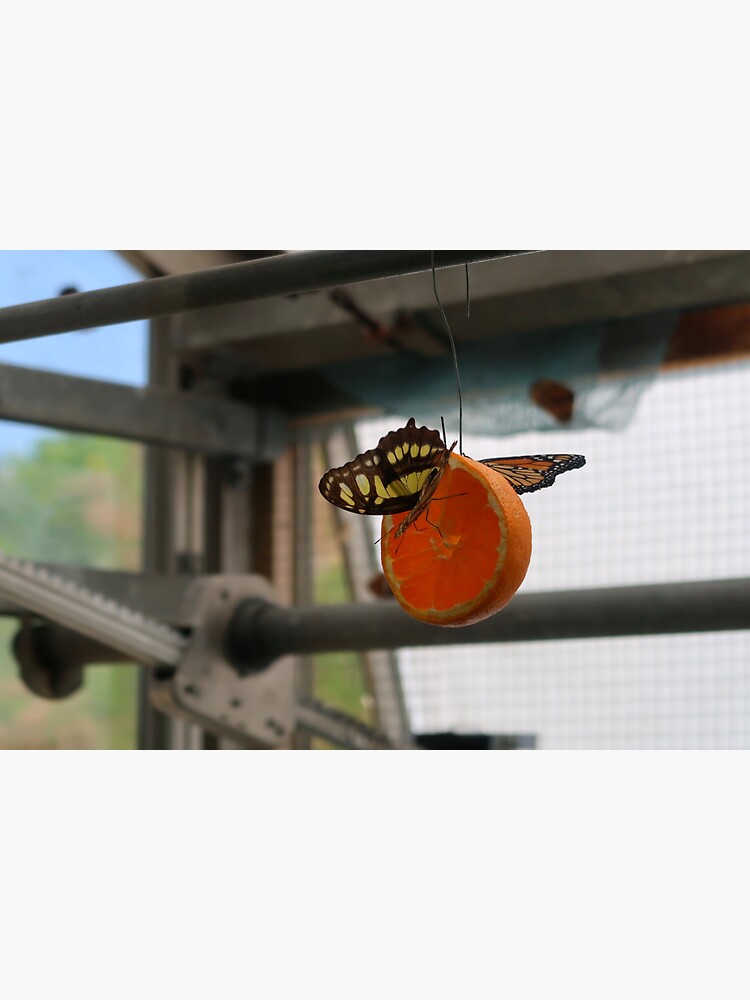 "Butterfly Brunch Copenhagen Botanical Garden" Sticker for Sale by Highhippogriff Redbubble