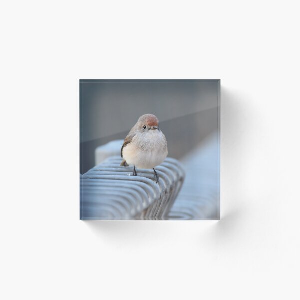Item preview, Female Red Capped  designed and sold by Nikonuser.