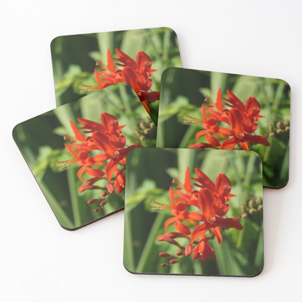 Item preview, Montbretia (Coppertips) designed and sold by Nicole Gath.