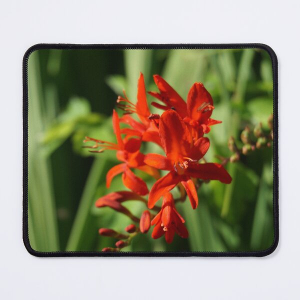 Item preview, Montbretia (Coppertips) designed and sold by Nicole Gath.