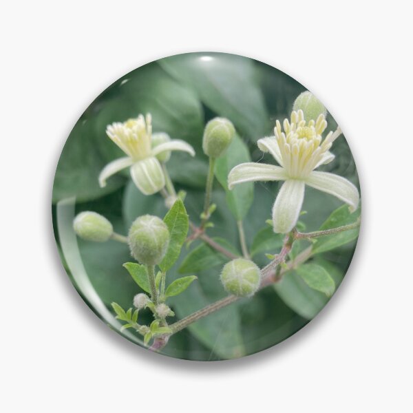 Item preview, Clematis Autumn Ropevine Flower Photography designed and sold by OByD.