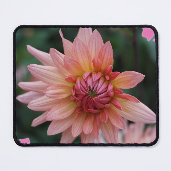 Item preview, Pink Dahlia designed and sold by Nicole Gath.