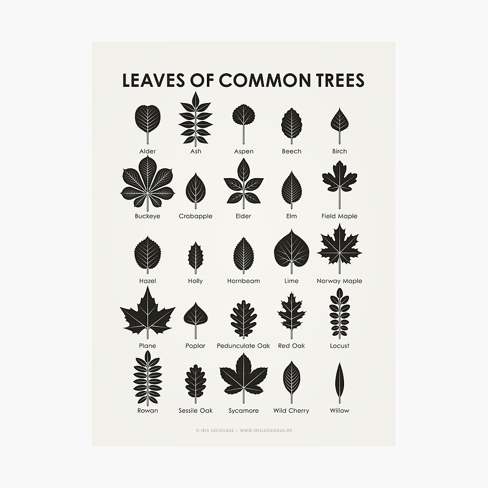 Tree Leaves or Leaf Shapes Identification ID Chart Poster