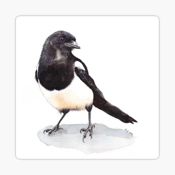 Magpie Sticker
