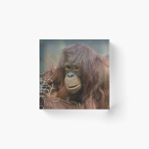 Item preview, Playful Young Orangutan designed and sold by rawshutterbug.