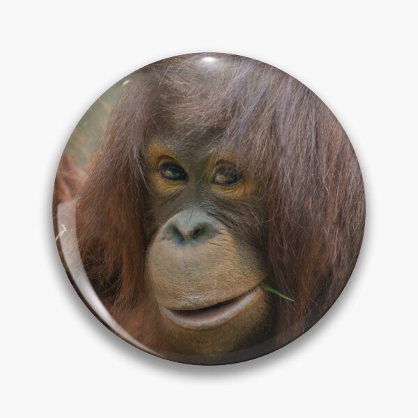 Item preview, Playful Young Orangutan designed and sold by rawshutterbug.