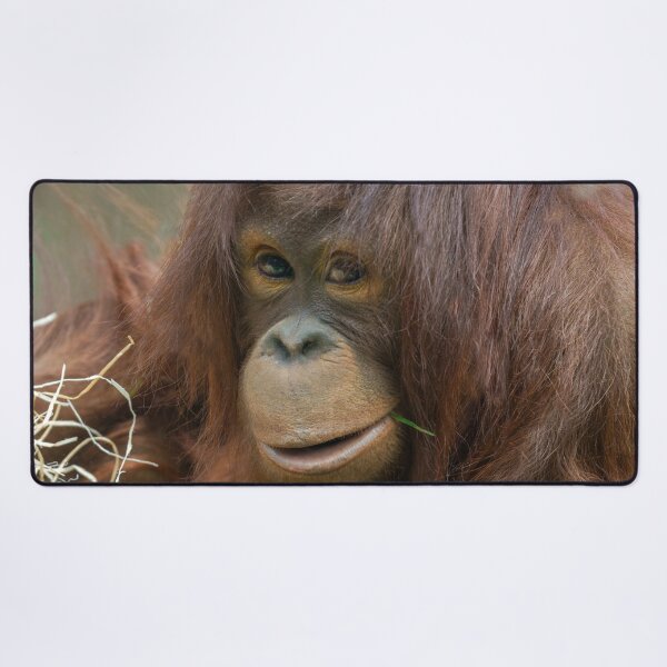 Item preview, Playful Young Orangutan designed and sold by rawshutterbug.
