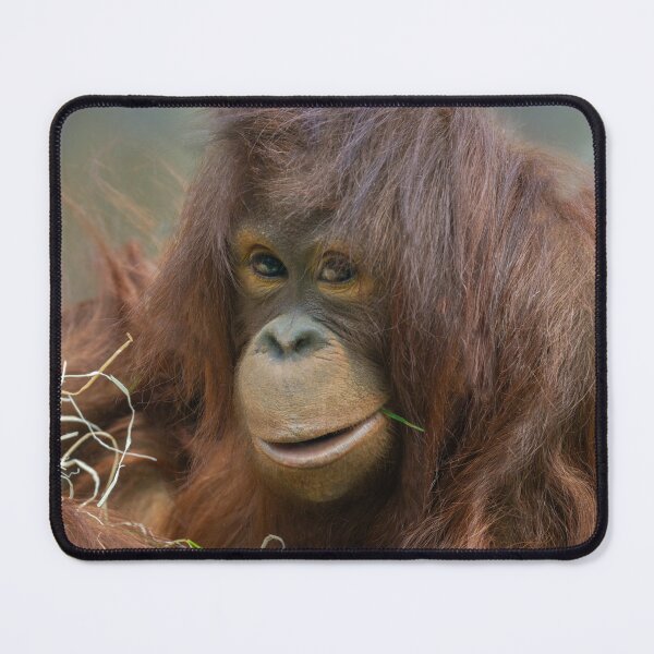 Item preview, Playful Young Orangutan designed and sold by rawshutterbug.