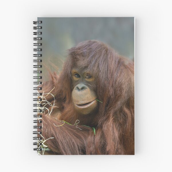 Item preview, Playful Young Orangutan designed and sold by rawshutterbug.