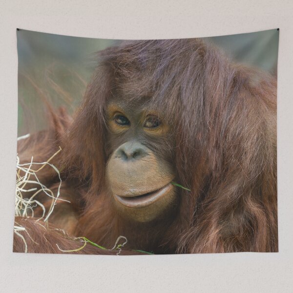 Item preview, Playful Young Orangutan designed and sold by rawshutterbug.