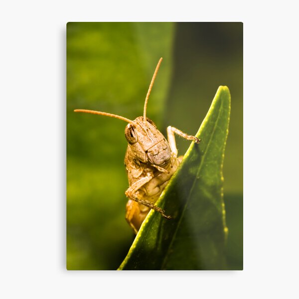 Strike a pose! Metal Print