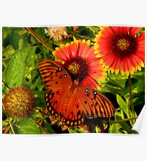 Beauty on Beauty Poster