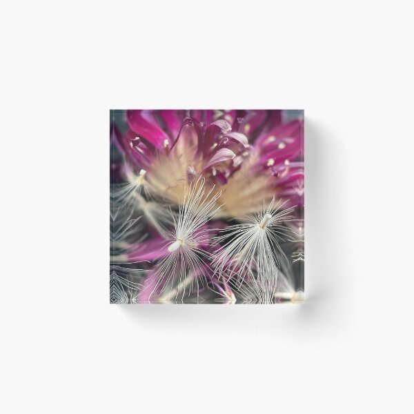 Item preview, Gerberas designed and sold by CiaoBellaJenny.