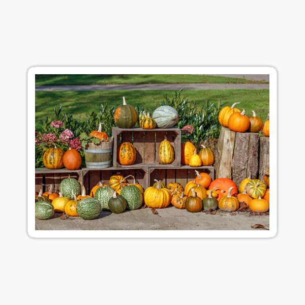 Pumpkins Garden Decoration Sticker