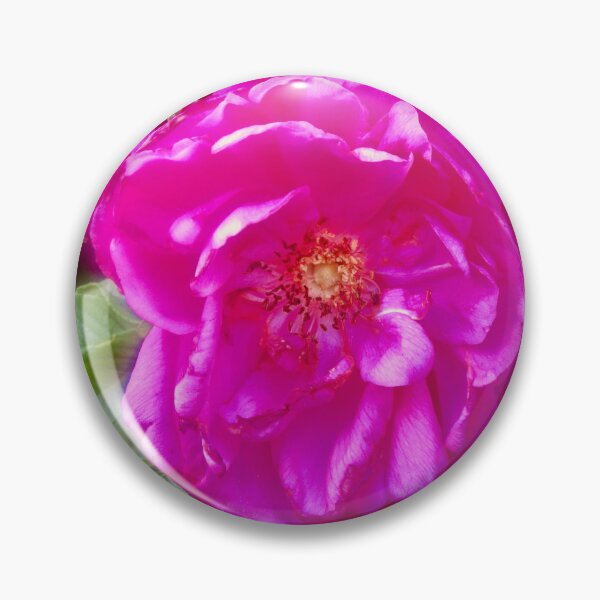 Item preview, Pretty pink rose designed and sold by Shulie1.
