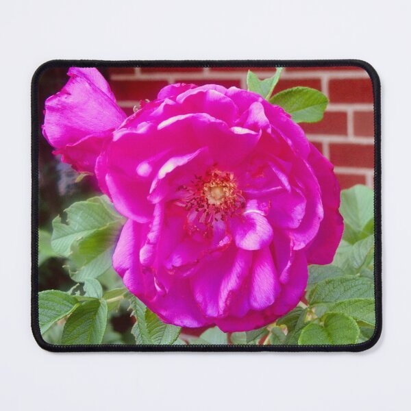 Item preview, Pretty pink rose designed and sold by Shulie1.