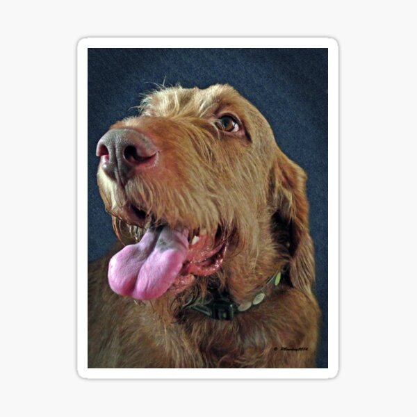 Hungarian Wirehaired Vizsla Sticker