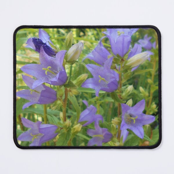 Item preview, Campanula trachelium Bellflower designed and sold by Floral-Art.
