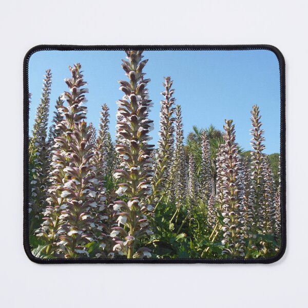 Item preview, Acanthus plants (Bears Breeches) designed and sold by Floral-Art.