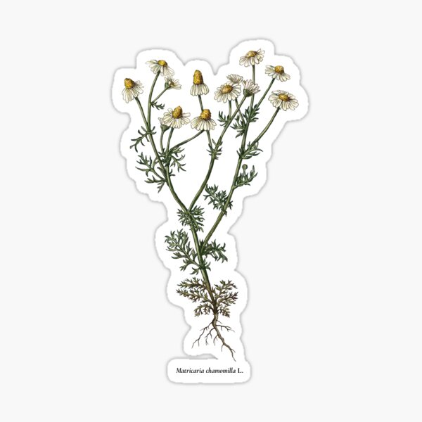 Item preview, Chamomile designed and sold by Shirts4Locals.