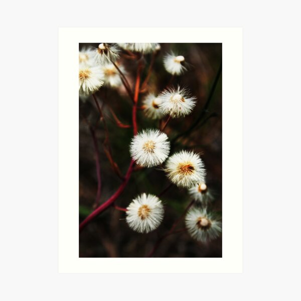 Wild flowers Art Print
