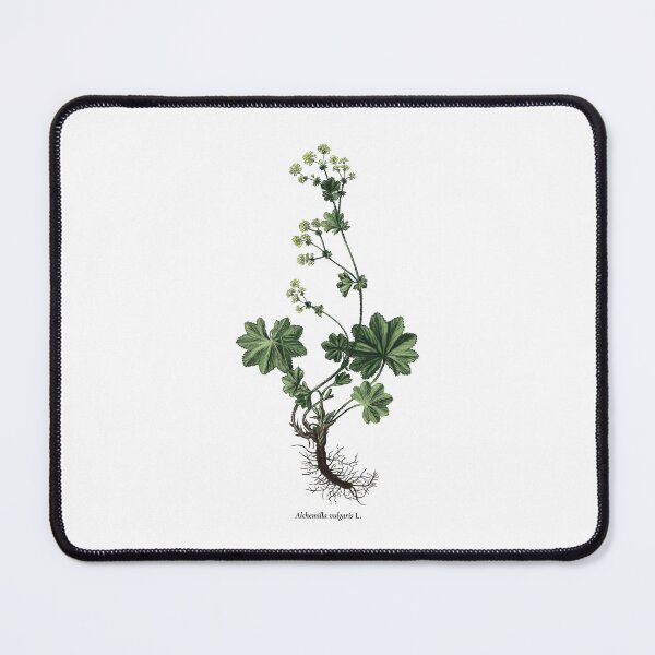 Item preview, Lady's mantle designed and sold by Shirts4Locals.