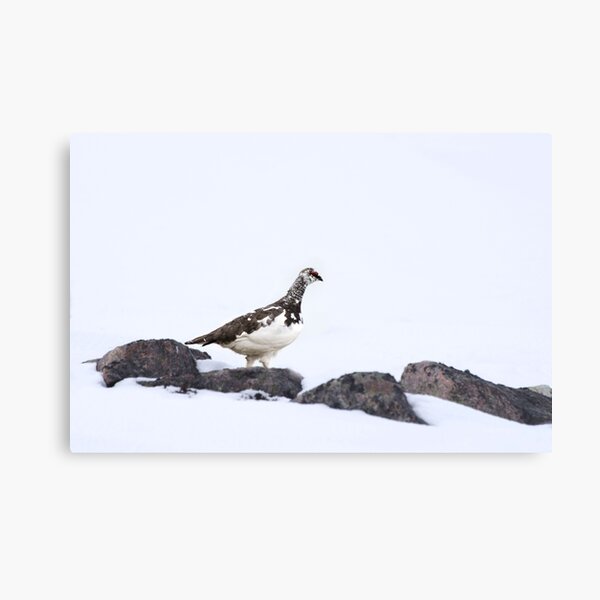 Item preview, Male ptarmigan  designed and sold by kirk96.
