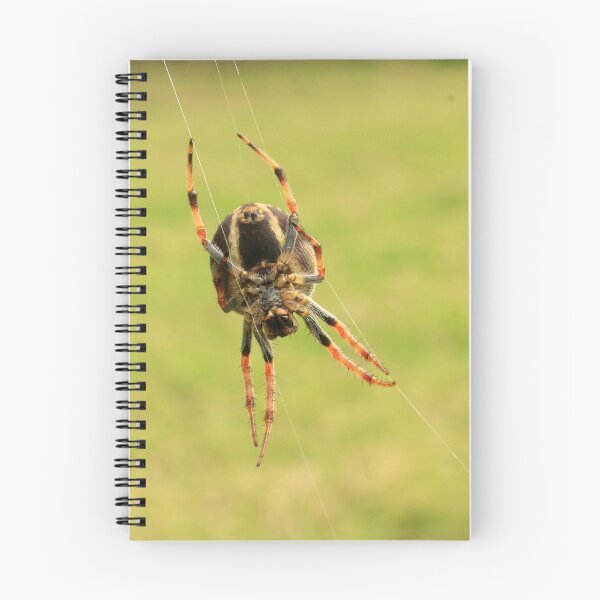 Item preview, Orb Weaver Spider on Web designed and sold by rhamm.