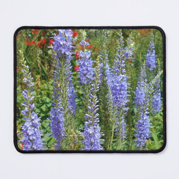 Item preview, Speedwell Flowers designed and sold by Floral-Art.