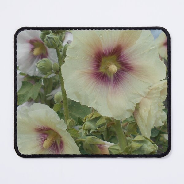 Item preview, Pale Apricot Hollyhocks (althaea rosea) designed and sold by Floral-Art.