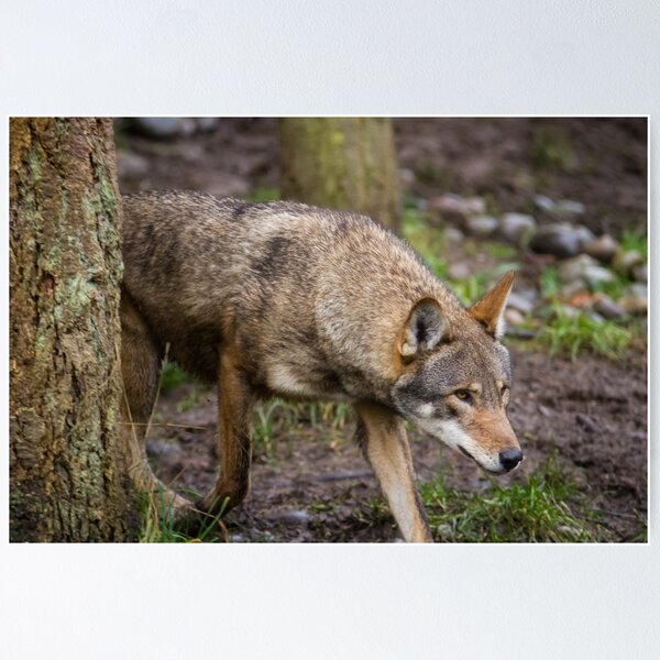 Item preview, Red Wolf Hunts Unseen Prey designed and sold by journeysincolor.