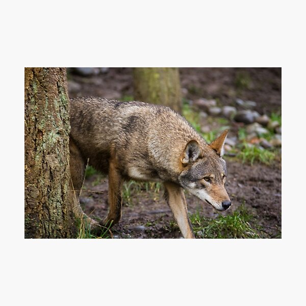 Item preview, Red Wolf Hunts Unseen Prey designed and sold by journeysincolor.